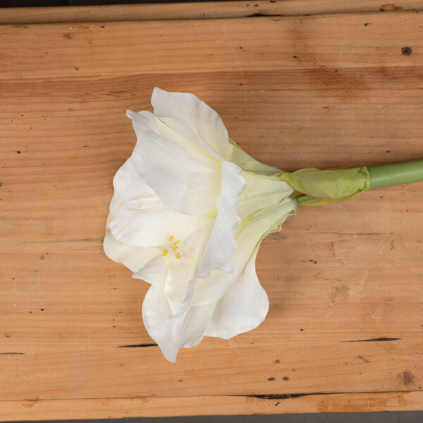 Classic White Amaryllis Flower