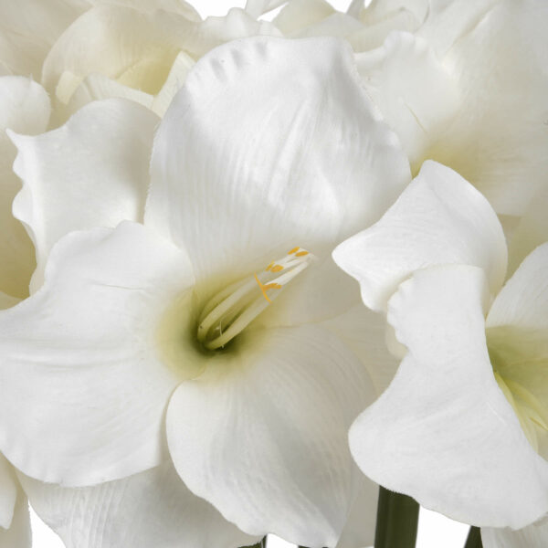 Classic White Amaryllis Flower - Image 5