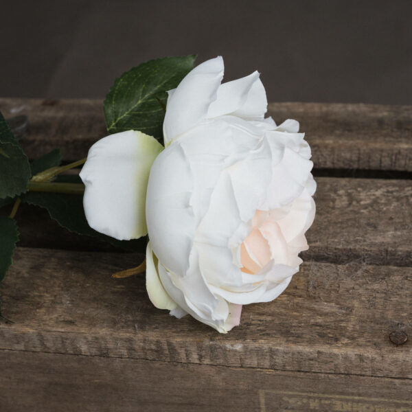 Blush Garden Rose - Image 3