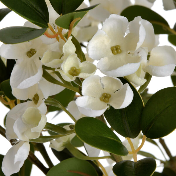 White Spring Mock Orange Flower - Image 5