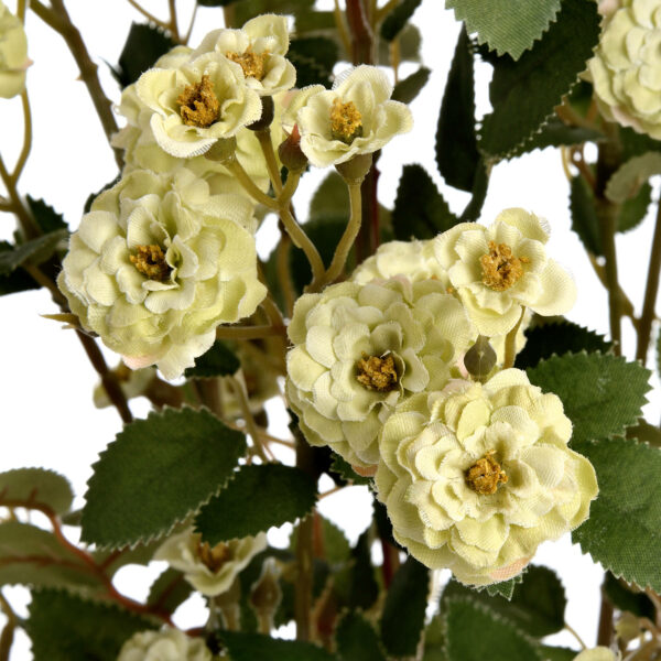 Green Wild Meadow Rose