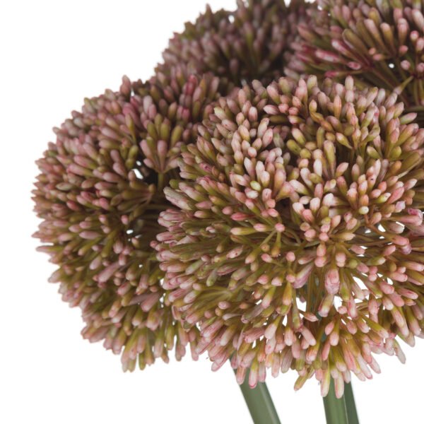 Pink Allium - Image 5