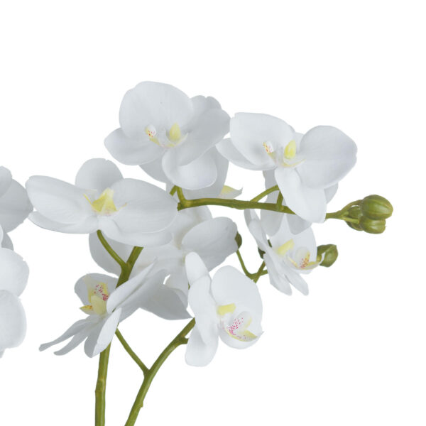 White Orchid In Glass Pot