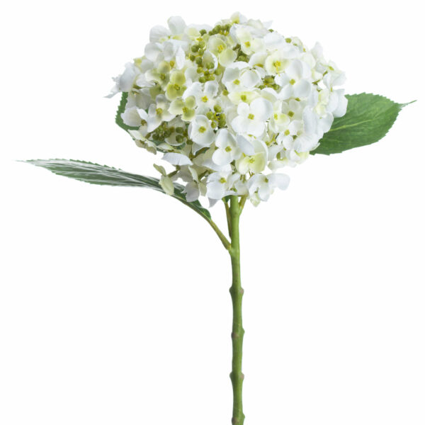 White Lace Cap Hydrangea - Image 2