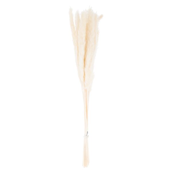 Mini White Pampas Grass Bunch Of 15