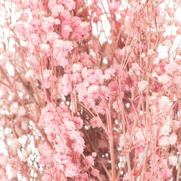 Dried Pale Pink Babys Breath Bunch - Image 2