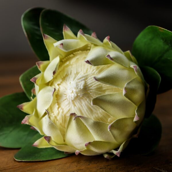 Large White Protea