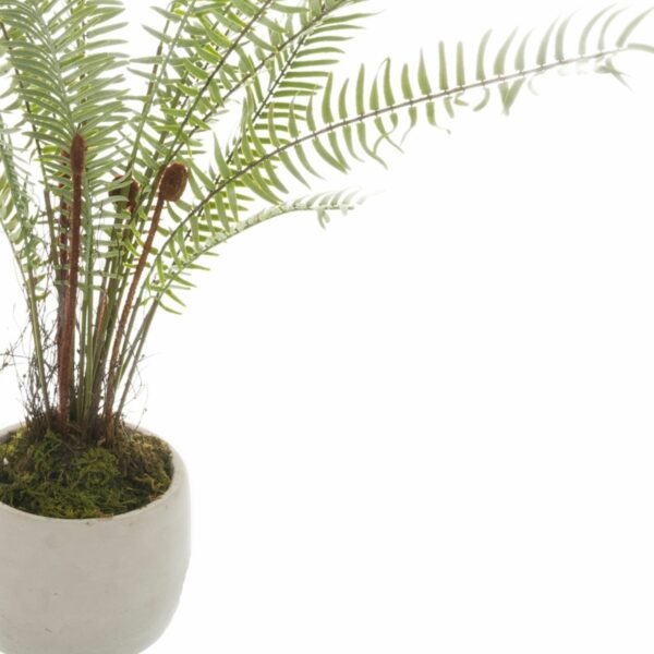 White Potted Boston Fern - Image 2