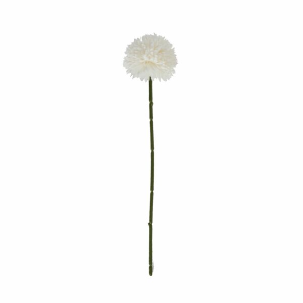 White Chrysanthemum