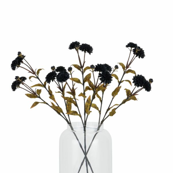 Black Chrysanthemum - Image 4