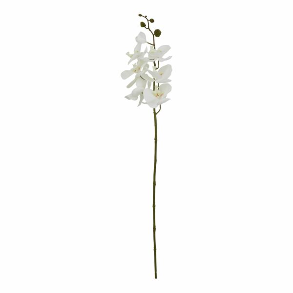 Large White Butterfly Orchid Stem