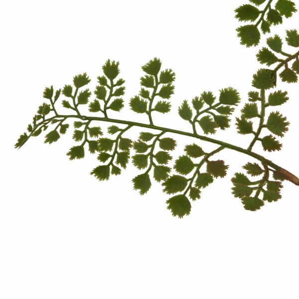 The Natural Garden Collection Maidenhair Fern Stem - Image 2