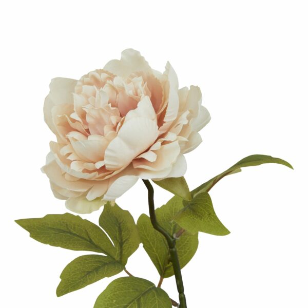 The Natural Garden Collection Blush Peony