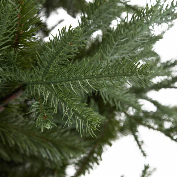 Large Pine Tree