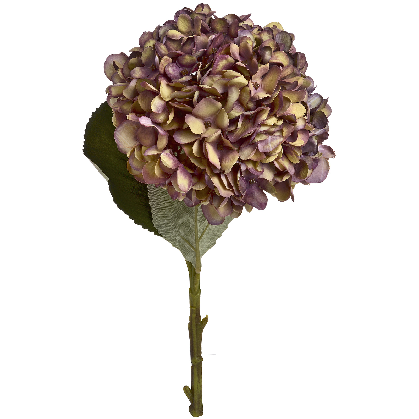 Autumn Burgundy Hydrangea - Image 2