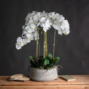Large White Orchid in Stone Pot