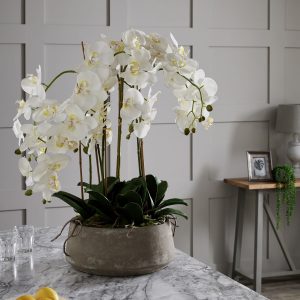 Large Stone Potted Orchid with Roots
