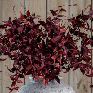 Ornamental Burgundy Leaf
