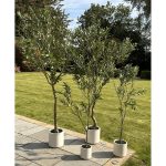 Faux Apulia Olive Tree In White Pot 210Cm