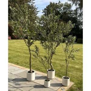 Faux Apulia Olive Tree In White Pot 210Cm