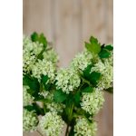 Faux Green Snowball Viburnum Spray